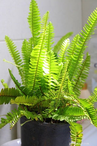 14 Cat‑Friendly Houseplants: Stylish, Low‑Maintenance, and 100% Safe