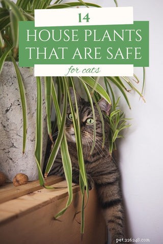 14 Cat‑Friendly Houseplants: Stylish, Low‑Maintenance, and 100% Safe