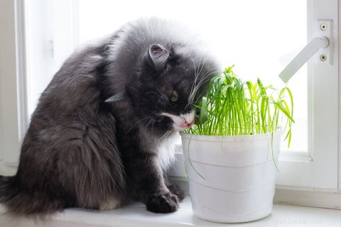 Understanding Cat Grass: Purpose, Benefits, and Care for Your Feline Companion
