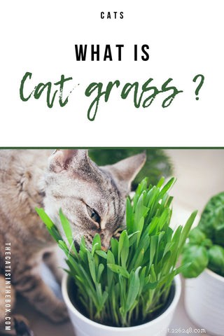 Understanding Cat Grass: Purpose, Benefits, and Care for Your Feline Companion