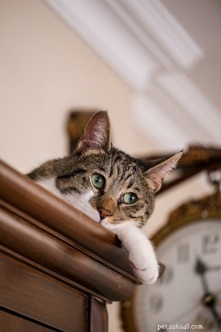 How Long Should a Cat Be Left Alone? Expert Guidelines for Your Feline’s Well‑Being