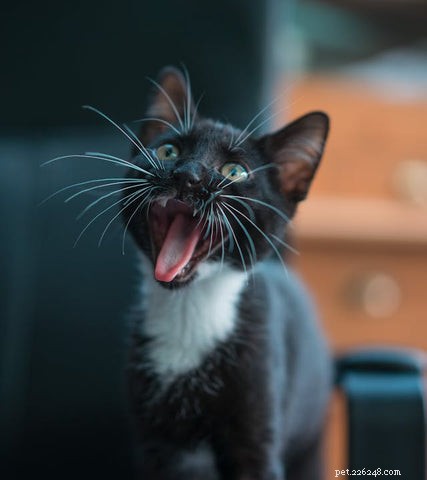 How Long Should a Cat Be Left Alone? Expert Guidelines for Your Feline’s Well‑Being