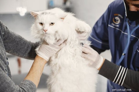 How Long Should a Cat Be Left Alone? Expert Guidelines for Your Feline’s Well‑Being