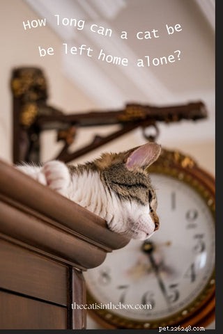 How Long Should a Cat Be Left Alone? Expert Guidelines for Your Feline’s Well‑Being