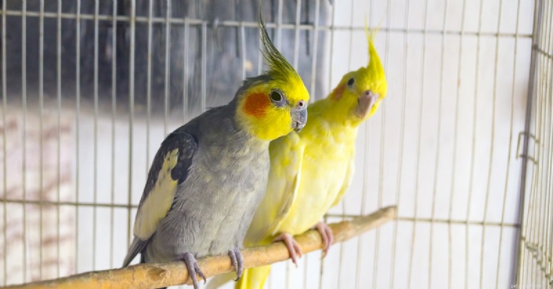 Spring Molting in Pet Birds: Expert Guide on Signs, Care, and Support