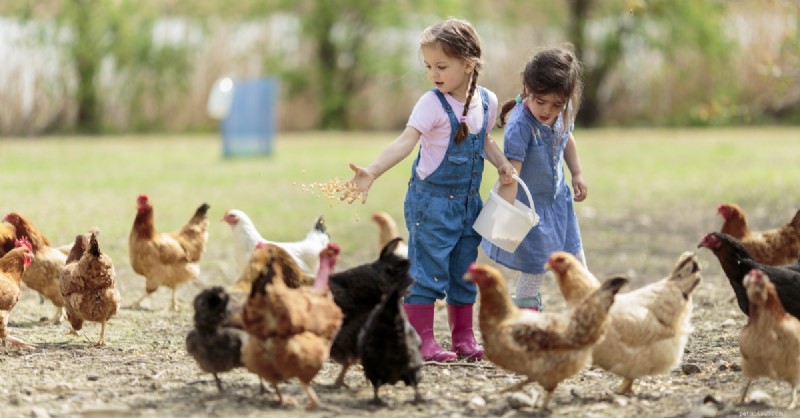 Essential Guide to Backyard Chicken Care: Health, Housing, and Egg Production