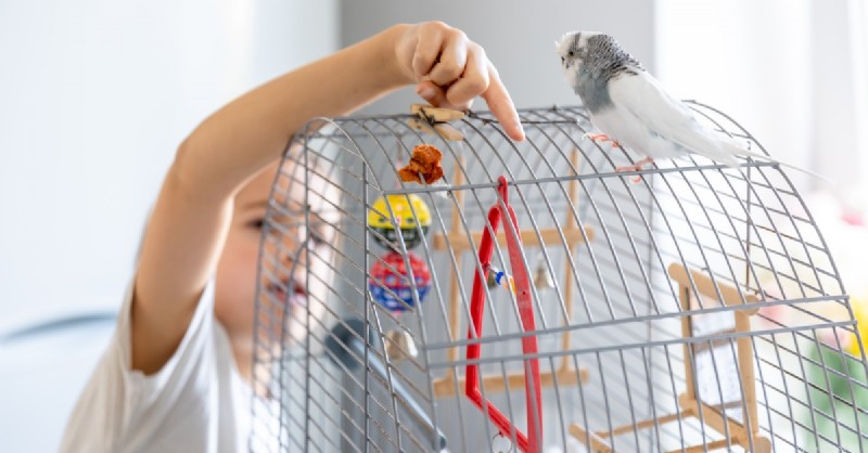 Choosing the Right Toys for Your Pet Bird: A Guide to Health & Happiness