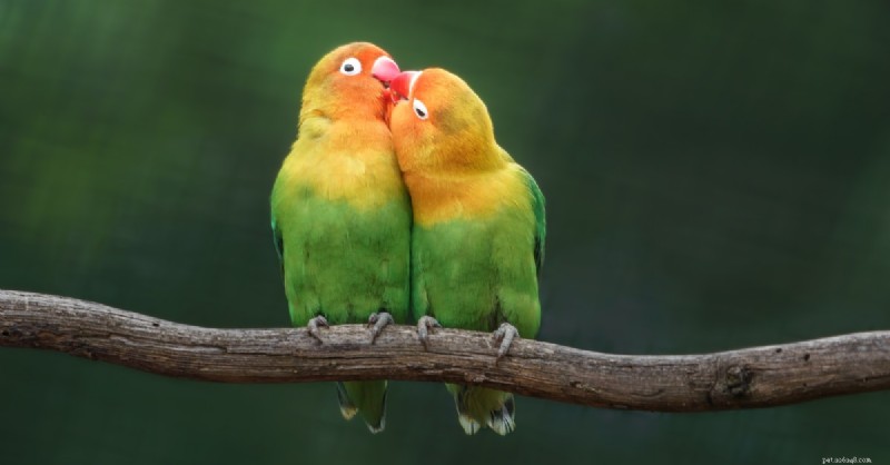 Designing a Secure & Stimulating Home for Your Lovebirds