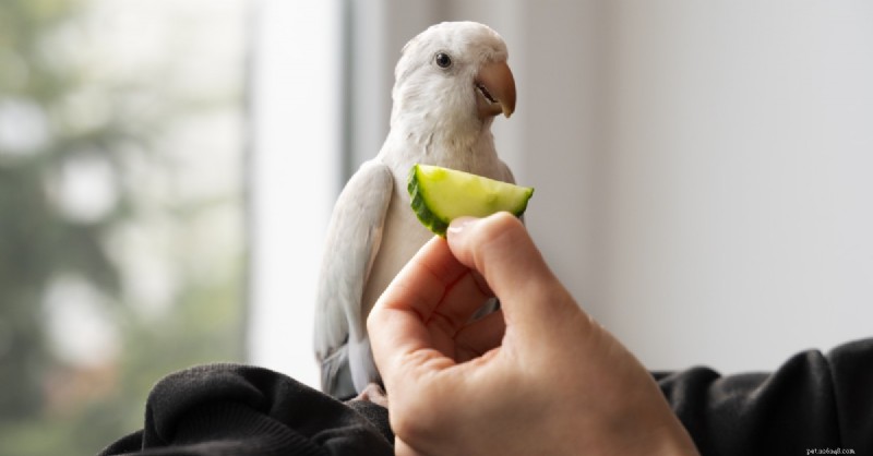 The Ultimate Guide to 10 Nutritious Treats for Healthy Pet Birds