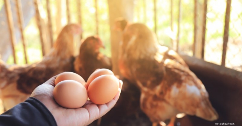 Bird Flu Explained: What You Need to Know and How to Stay Safe
