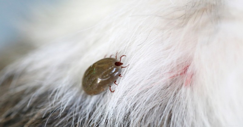Spring Parasite Alert: Protect Your Dogs & Cats with Simple Prevention