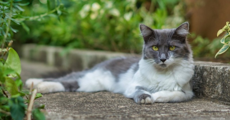 Indoor vs Outdoor Cats: Choosing the Safest Home for Your Feline