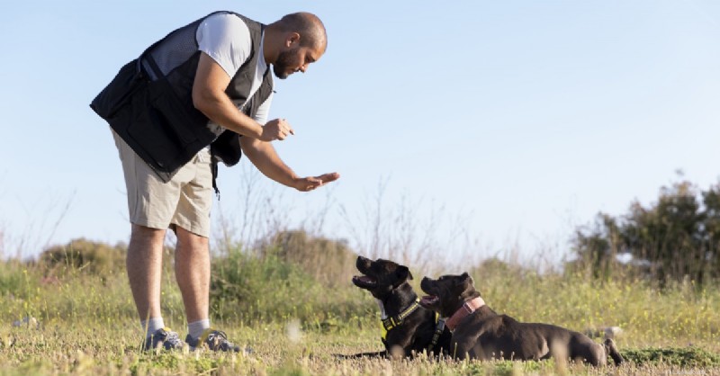 Essential Dog Commands Every Owner Should Teach