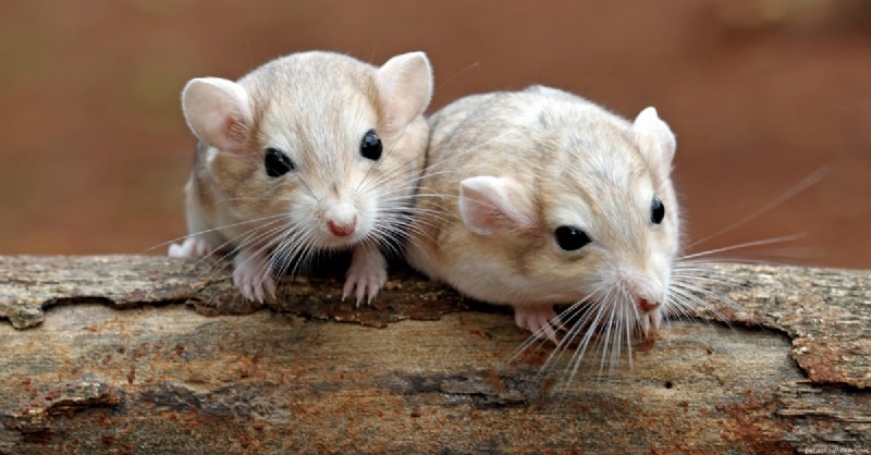 A Complete Guide to Caring for Your Gerbil: Tips & Best Practices