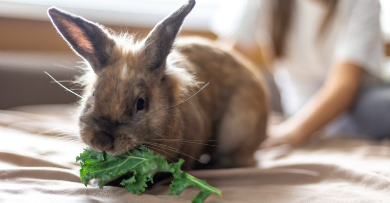 Seasonal Diet Guide for Rabbits: Boost Health & Digestion Year‑Round
