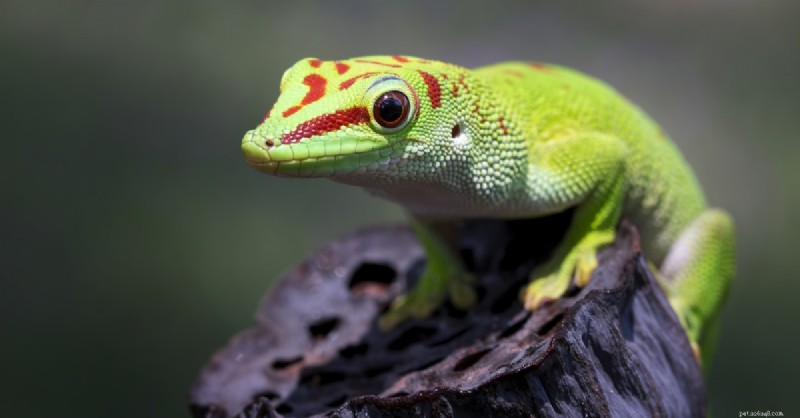 10 Surprising Geckos Facts You Probably Didn t Know