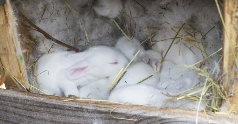 Ask Dr. Jenn: Caring for an Orphaned Bunny – What to Do When You Find One