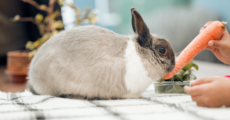 The Ultimate Guide to Feeding Your Pet Rabbit