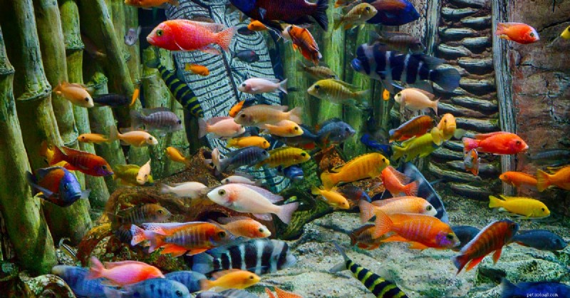 Choose the Best Freshwater Fish for Your Aquarium: Top Species & Care Tips