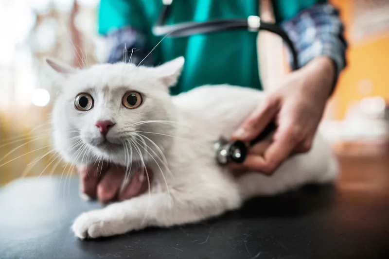 Affordable Second Opinions: Helping Pet Owners When Vet Costs Exceed Their Budget