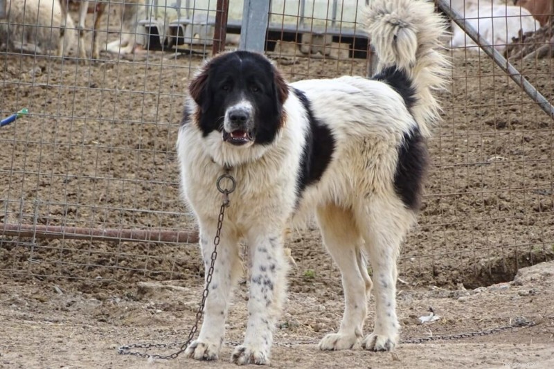 6 Iconic Greek Dog Breeds: Heritage, Traits, and Photos