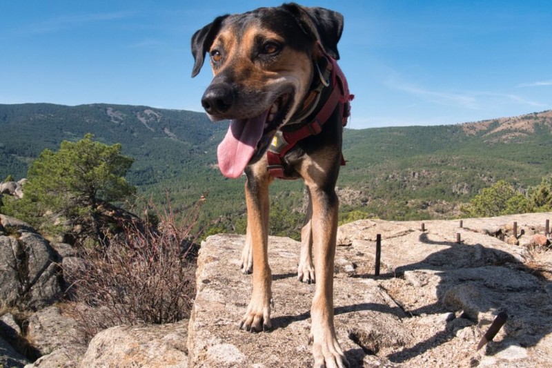 6 Iconic Greek Dog Breeds: Heritage, Traits, and Photos