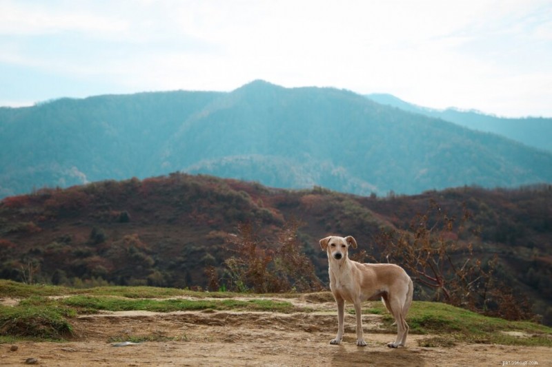 6 Iconic Greek Dog Breeds: Heritage, Traits, and Photos