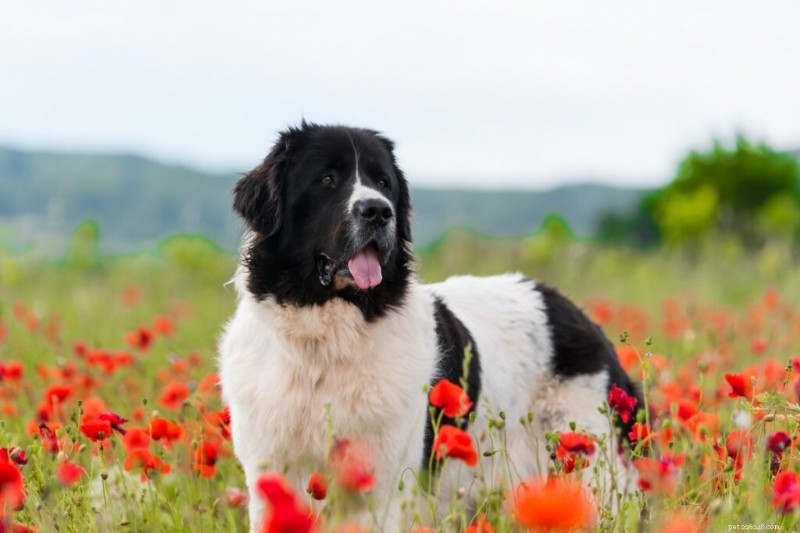 Discover 11 Iconic Canadian Dog Breeds: History, Traits, and Care