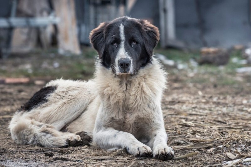 Explore 4 Remarkable Romanian Dog Breeds – With Stunning Images