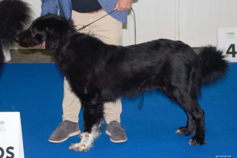 Explore 4 Remarkable Romanian Dog Breeds – With Stunning Images