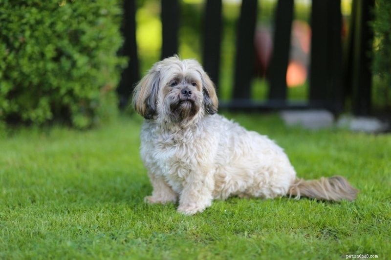 15 Dog Breeds Resembling Shih Tzus — Pictures & Profiles