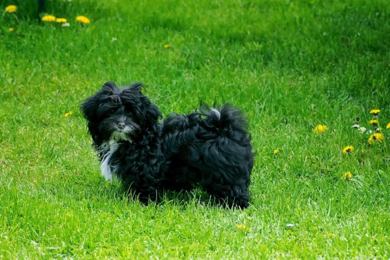 15 Dog Breeds Resembling Shih Tzus — Pictures & Profiles