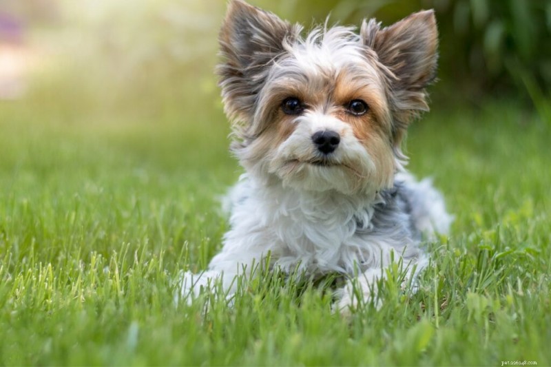 15 Dog Breeds Resembling Shih Tzus — Pictures & Profiles