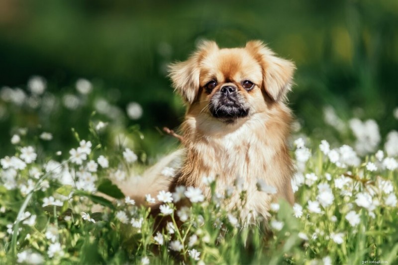 15 Dog Breeds Resembling Shih Tzus — Pictures & Profiles