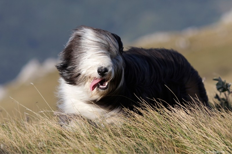 15 Dog Breeds Resembling Shih Tzus — Pictures & Profiles
