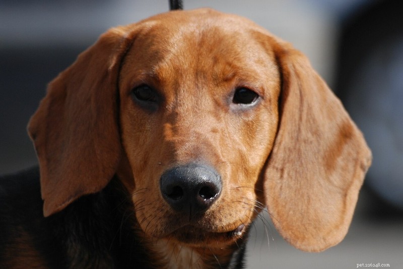 12 Classic Swedish Dog Breeds – History, Traits & Images