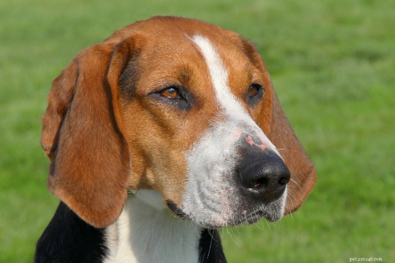 12 Classic Swedish Dog Breeds – History, Traits & Images
