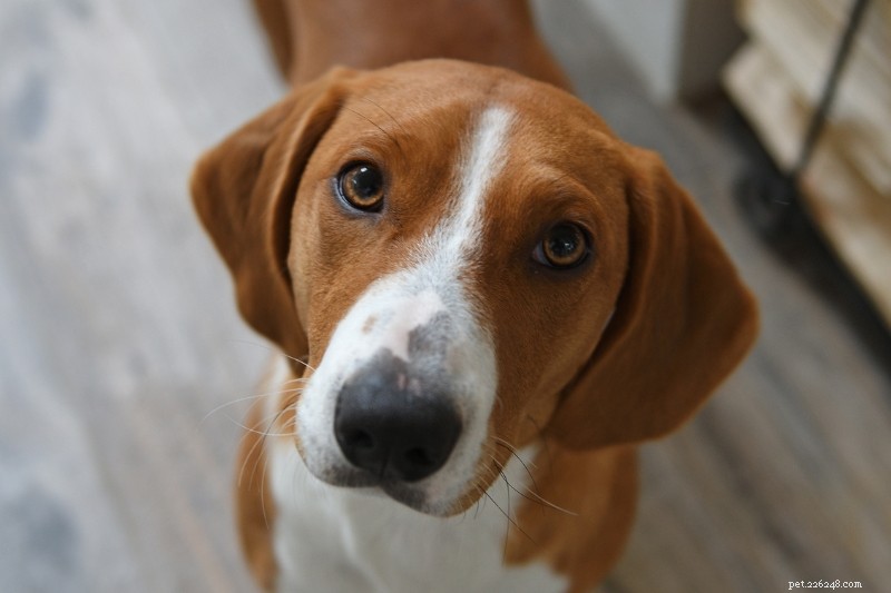 12 Classic Swedish Dog Breeds – History, Traits & Images