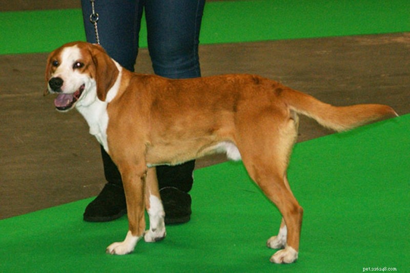 12 Classic Swedish Dog Breeds – History, Traits & Images