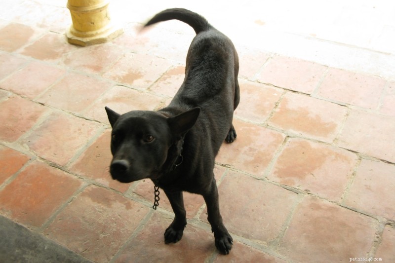 Explore 4 Rare Vietnamese Dog Breeds: Heritage, Traits & Stunning Images