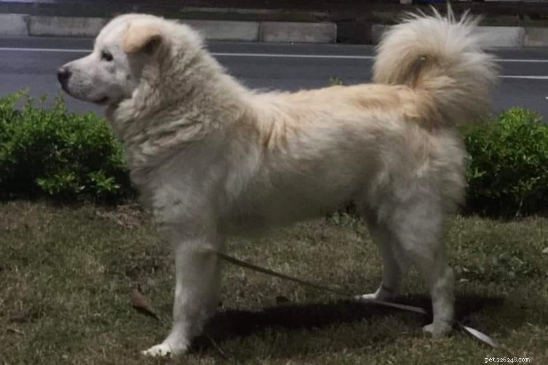 Explore 4 Rare Vietnamese Dog Breeds: Heritage, Traits & Stunning Images