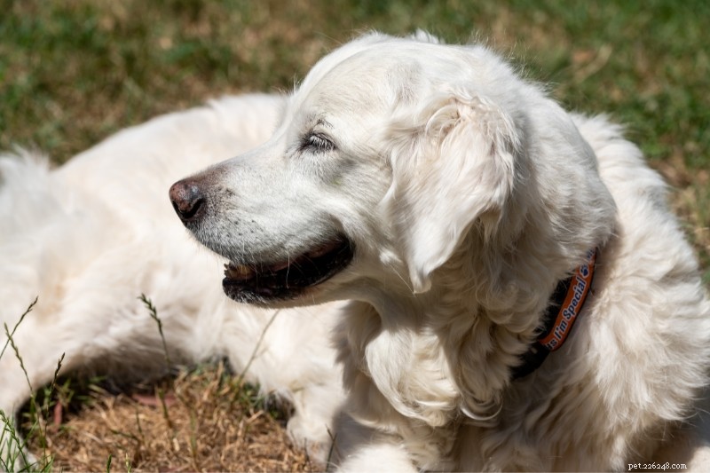 Golden Retriever Color Variations: 3 Official Shades Explained