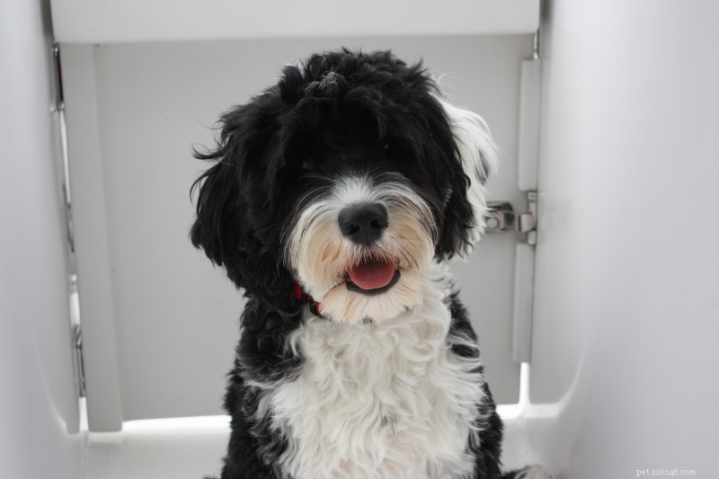 Discover 11 Iconic Portuguese Dog Breeds – Photos & Facts