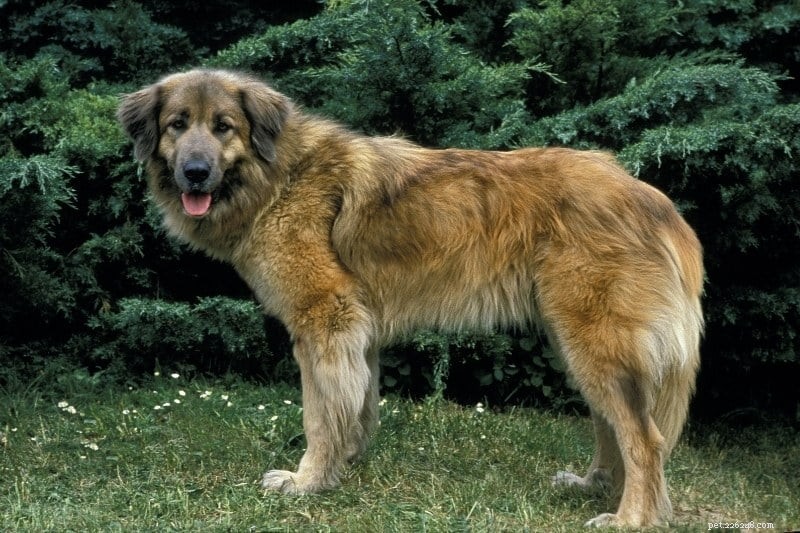 Discover 11 Iconic Portuguese Dog Breeds – Photos & Facts