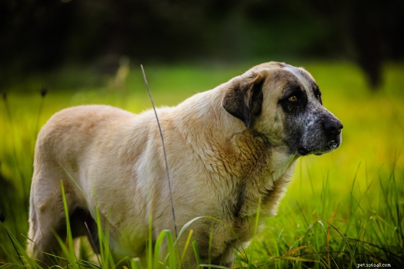 Discover 11 Iconic Portuguese Dog Breeds – Photos & Facts