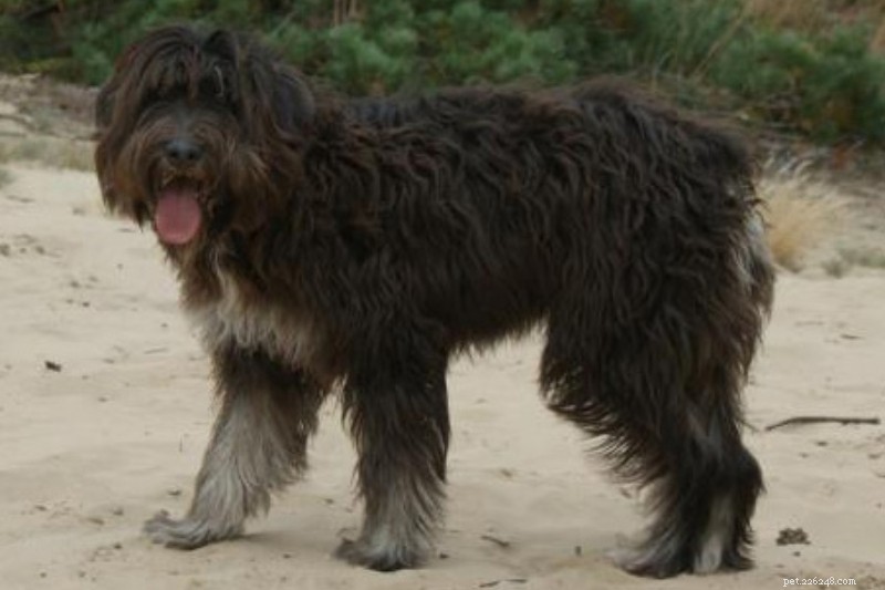 Discover 11 Iconic Portuguese Dog Breeds – Photos & Facts