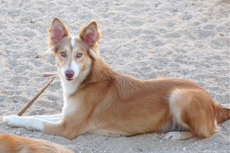 Discover 11 Iconic Portuguese Dog Breeds – Photos & Facts