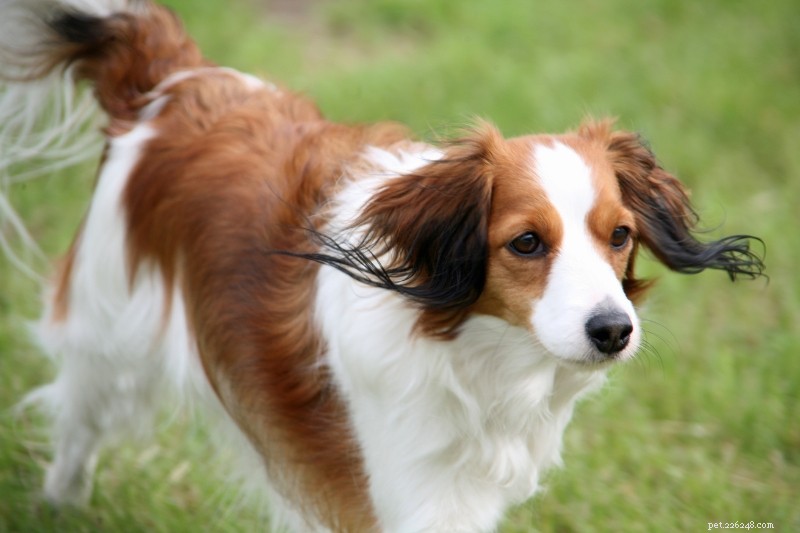 Explore 11 Dutch Dog Breeds: History, Traits & Photos