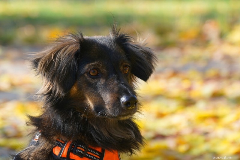 Explore 11 Dutch Dog Breeds: History, Traits & Photos