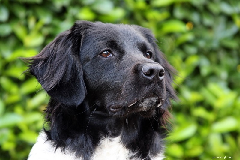 Explore 11 Dutch Dog Breeds: History, Traits & Photos